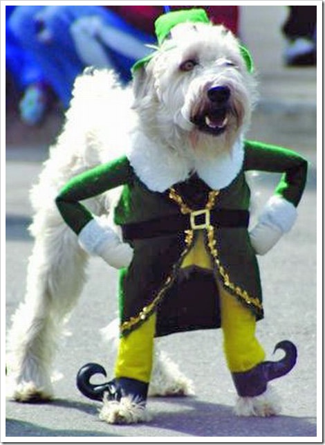 elf%20costume%20for%20dog.jpg