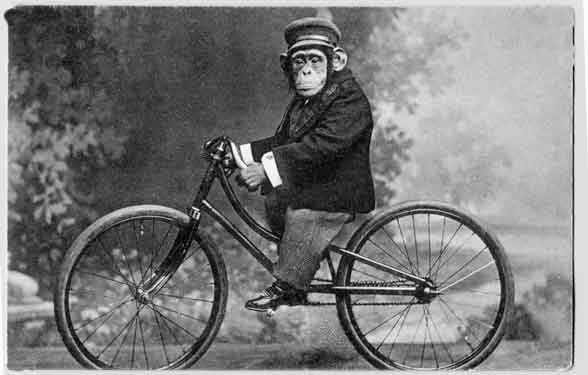 Monkey Riding a Bike